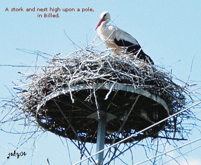 billed-town-stork